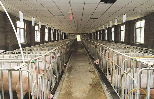 猪粪废水 猪粪废水